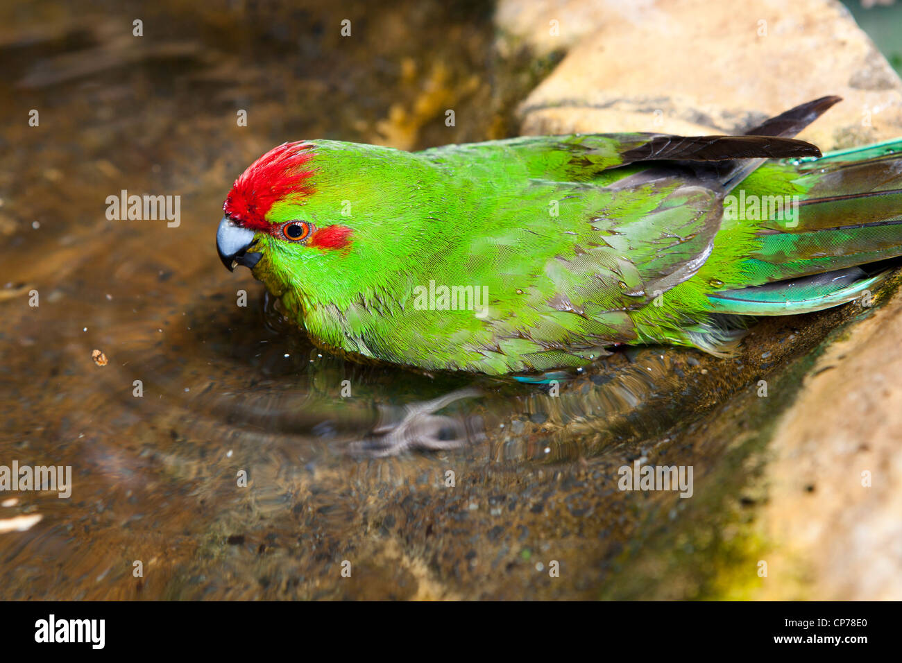 Un piccolo uccello verde con rosso sulla sua testa e attorno agli occhi, in un bagno di uccelli al mondo delle farfalle, Klapmuts, Sud Africa Foto Stock