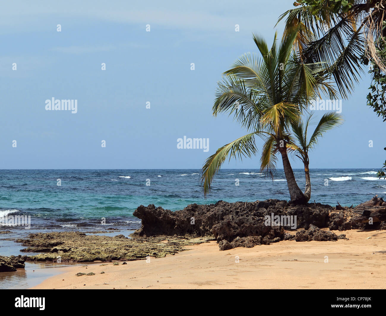 Albero di cocco su una spiaggia con rocce e acqua blu Foto Stock