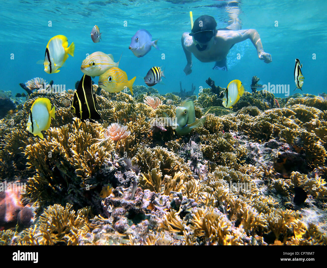 Uomo subacquee snorkeling su una bassa scogliera di corallo con pesci tropicali davanti a lui, il mare dei Caraibi Foto Stock