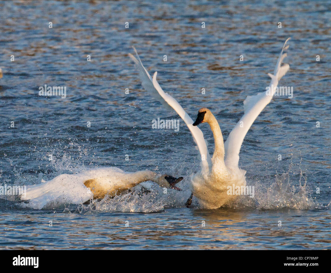 Trumpeter Swan attacca un altro a Potter Marsh vicino a Anchorage, centromeridionale Alaska, Autunno Foto Stock