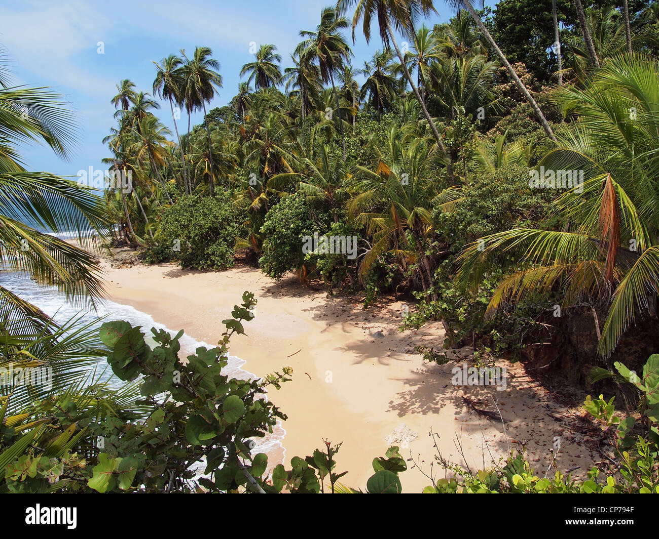 Una bellissima spiaggia di sabbia bianca con una lussureggiante vegetazione tropicale, costa caraibica del Costa Rica Foto Stock