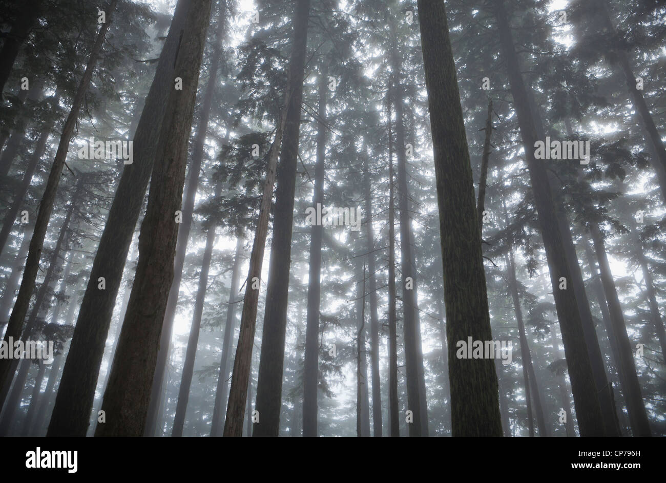 Vecchi alberi di crescita nella nebbia, il Parco Nazionale del Monte Rainier, Washington, Stati Uniti d'America. Foto Stock
