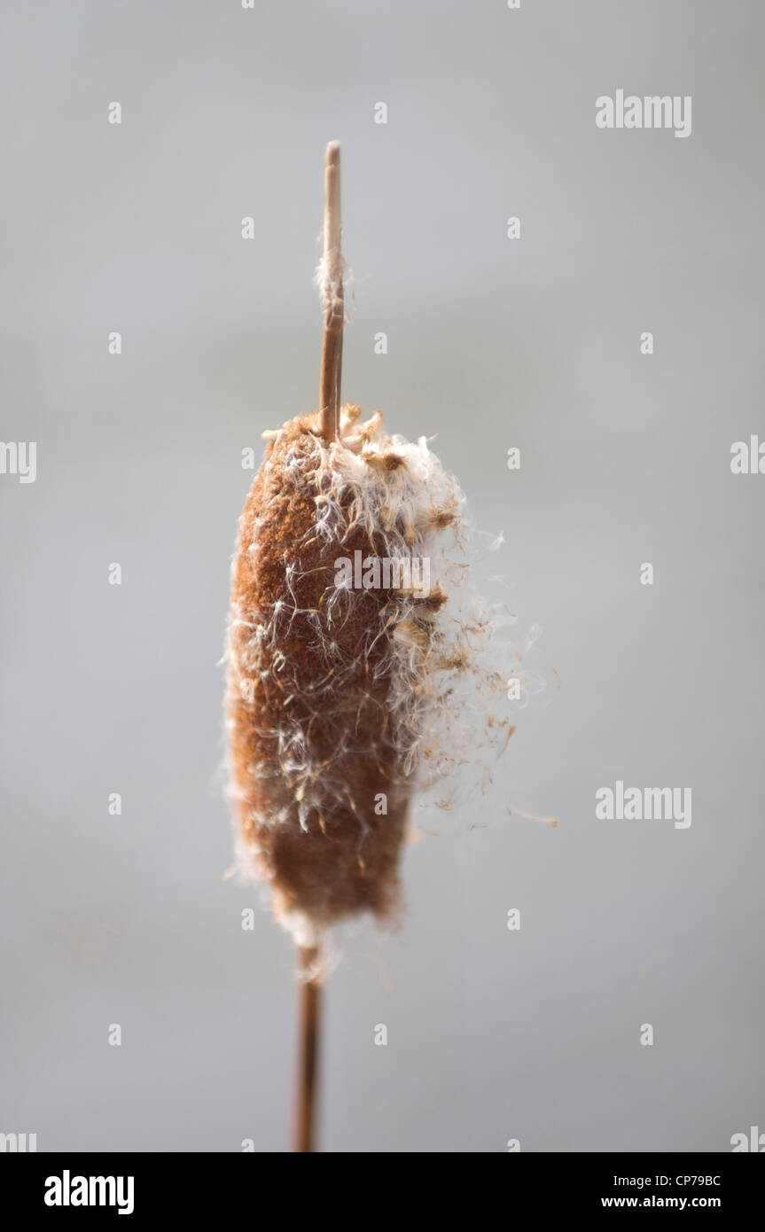 Typha latifolia, giunco, marrone, grigio. Foto Stock