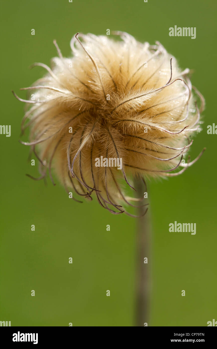 La clematide cultivar, Clematis, marrone, verde. Foto Stock