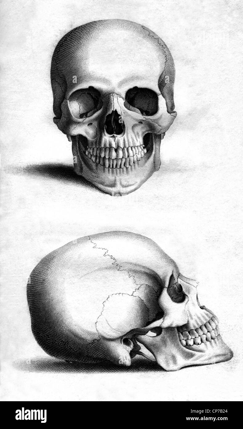 Parte anteriore e laterale di incisione teschio umano da William Miller dopo il disegno da W Miller, pubblicato in incisioni dello scheletro di Foto Stock