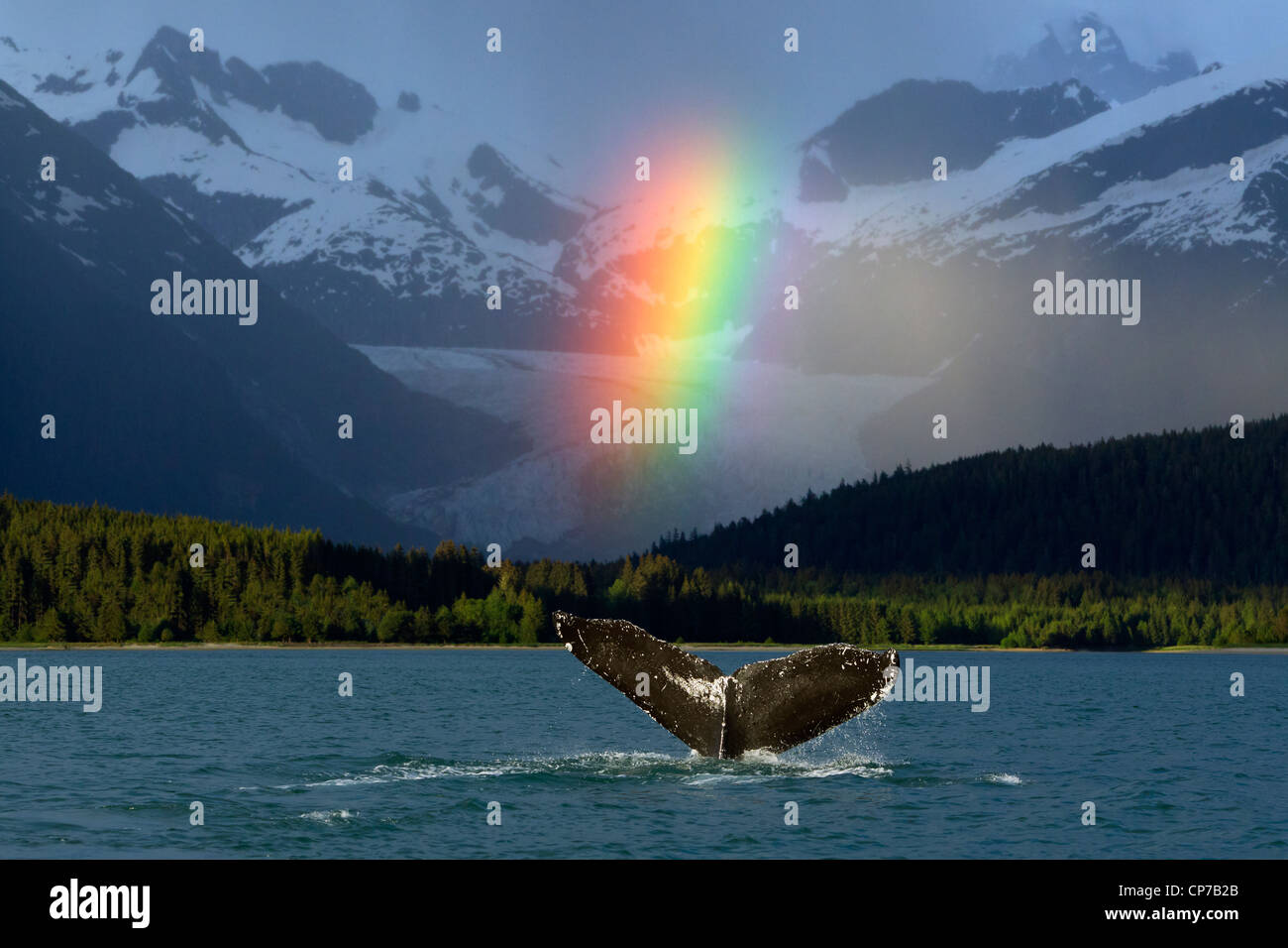 Composito: Rainbow su Eagle Beach con un fluking Humpback Whale in primo piano, all'interno del passaggio, Alaska Foto Stock