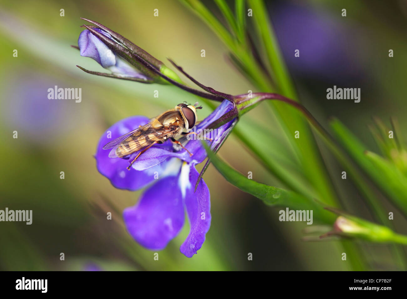 Lobelia erinus 'Sapphire', Lobelia, blu. Foto Stock