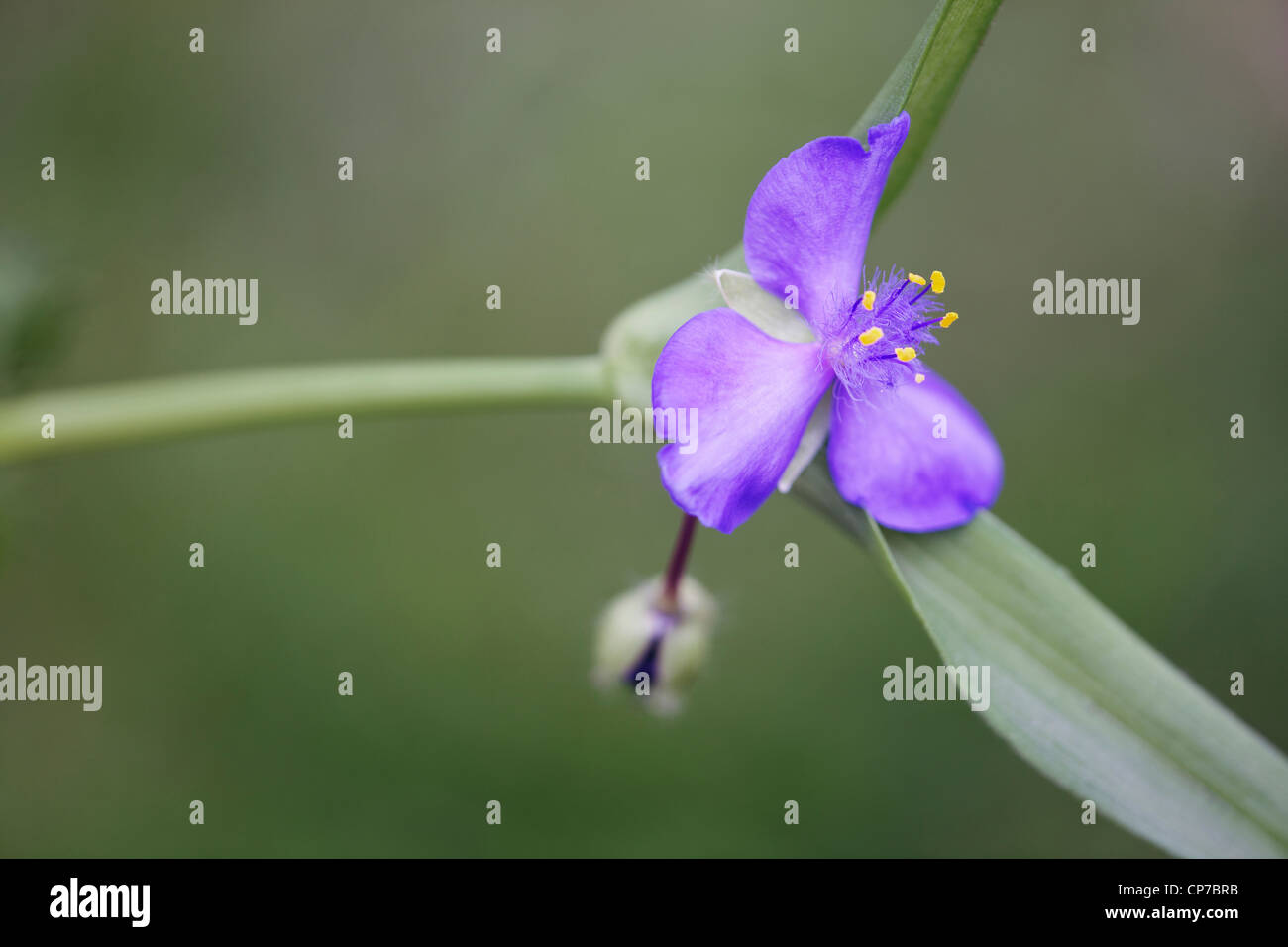 Tradescantia virginiana, Tradescantia, Blu, Verde. Foto Stock