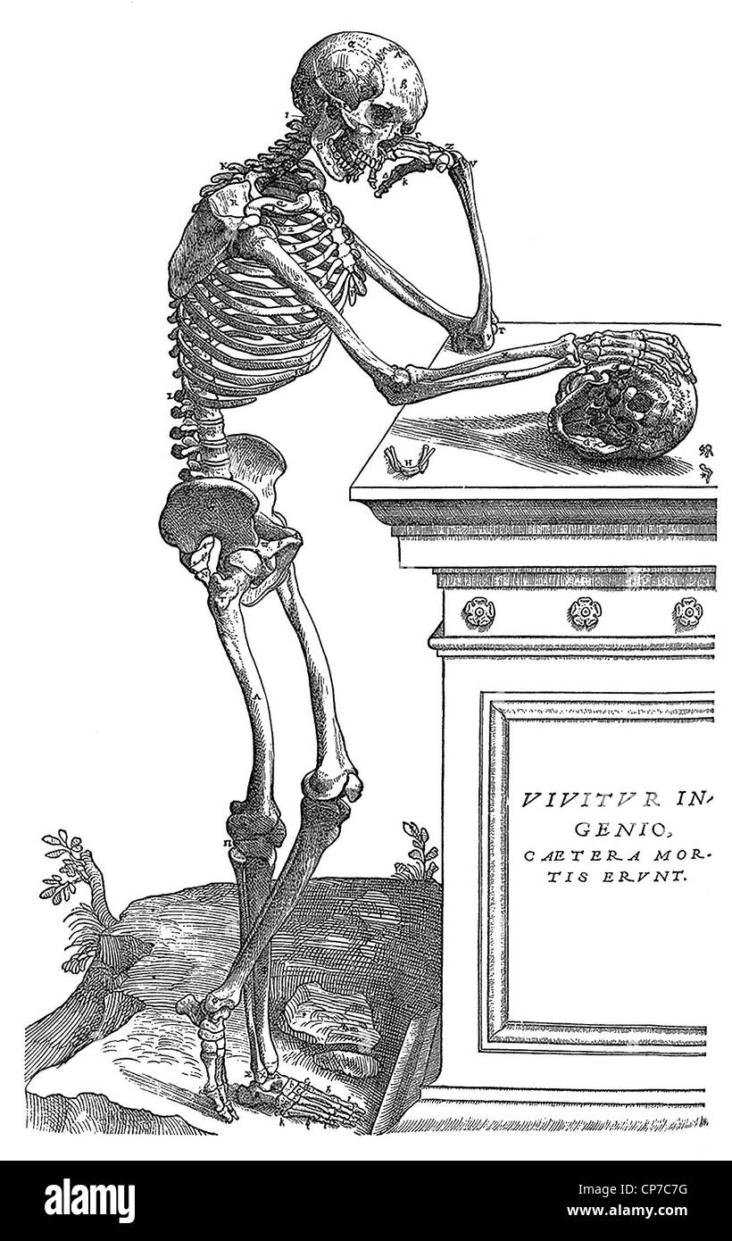 Illustrazione di pensosa scheletro umano appoggiato sulla tomba con cranio, sfondo bianco. Incisione originati dal libro di Andreas Vesalius, "Fabrica", pubblicato nel 1543. Foto Stock