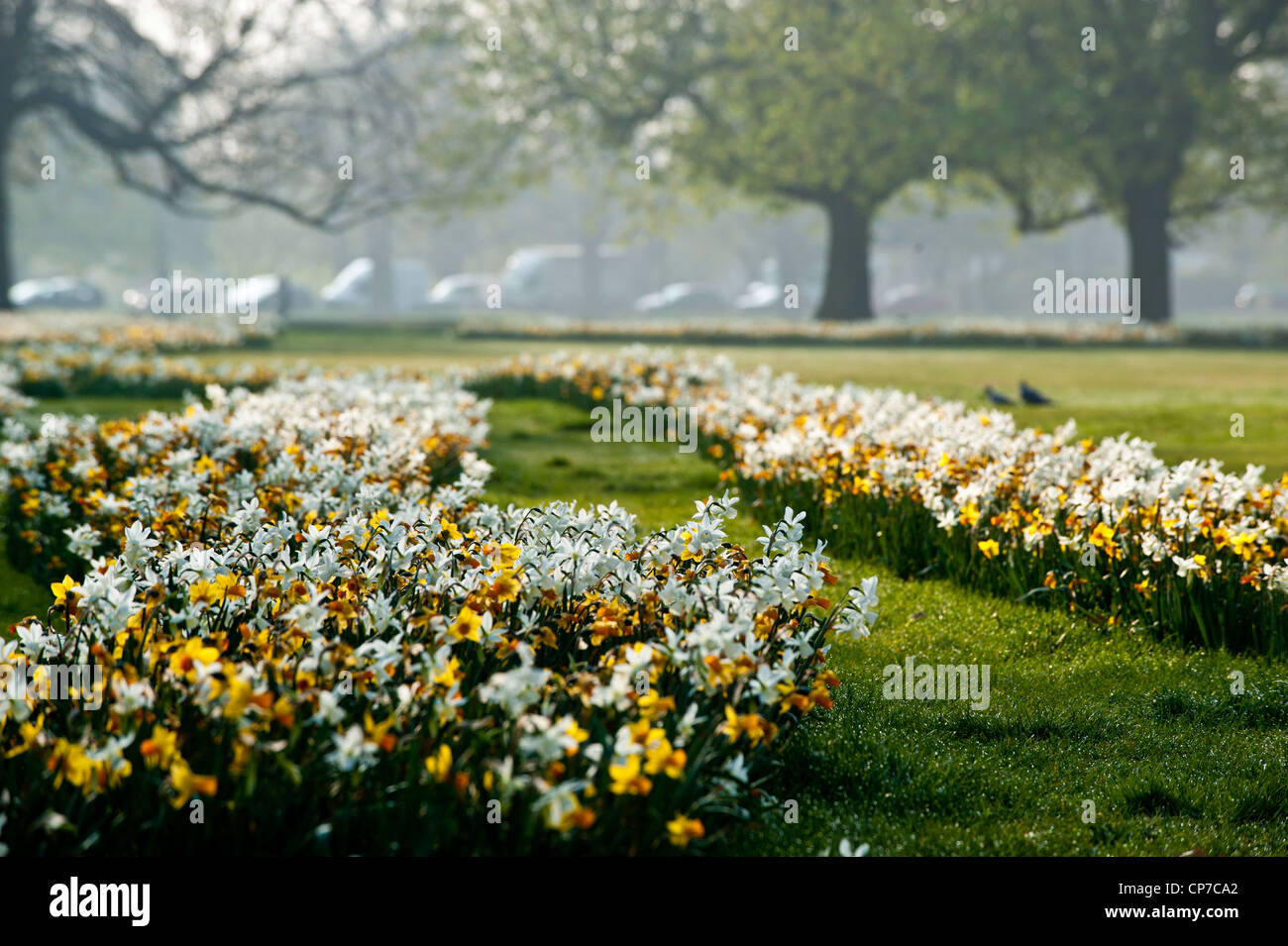 I narcisi in piena fioritura, Ealing Common, Londra, Regno Unito Foto Stock