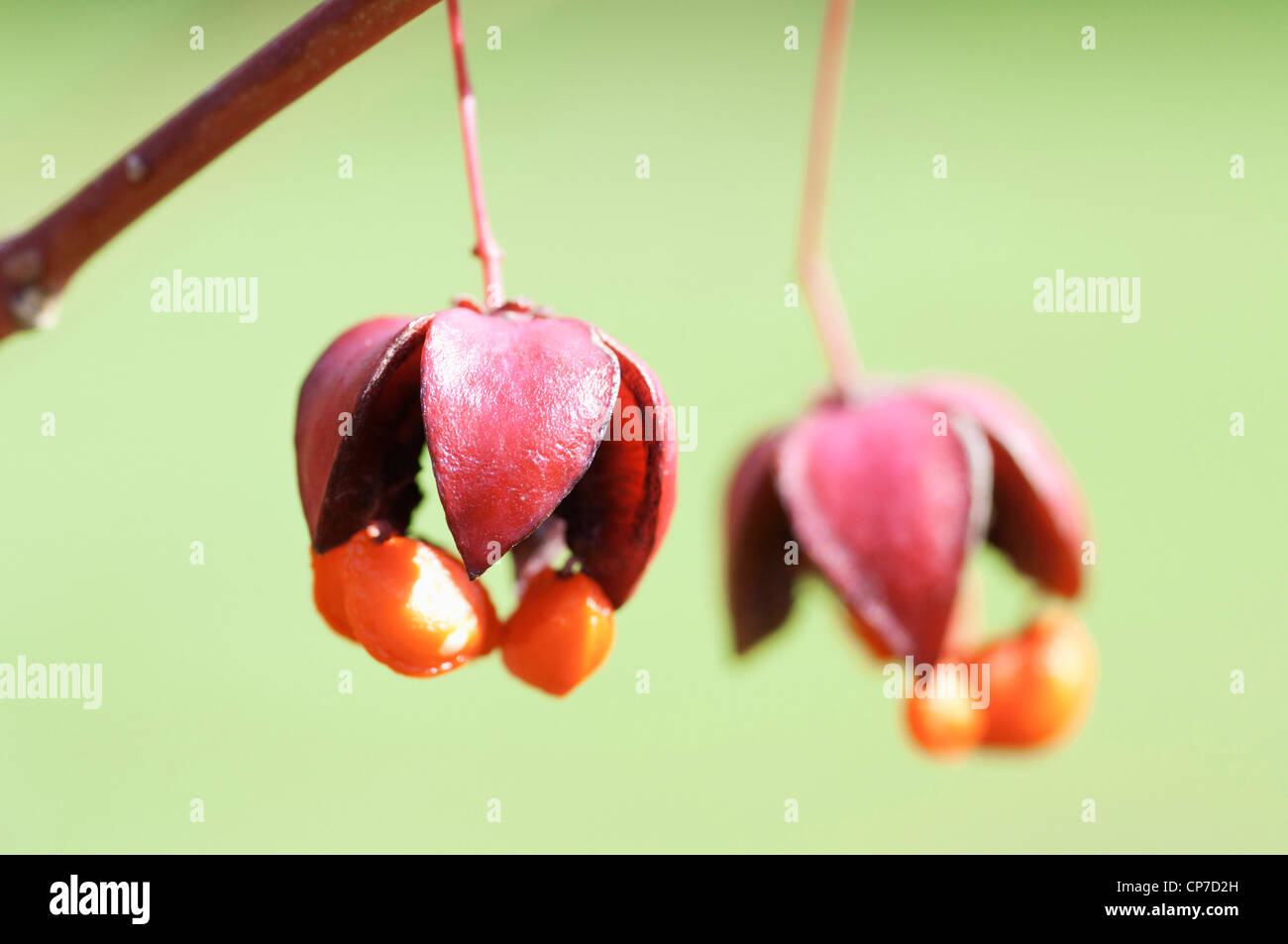 Euonymus planipes 'Sancho', albero di mandrino, rosa, verde. Foto Stock