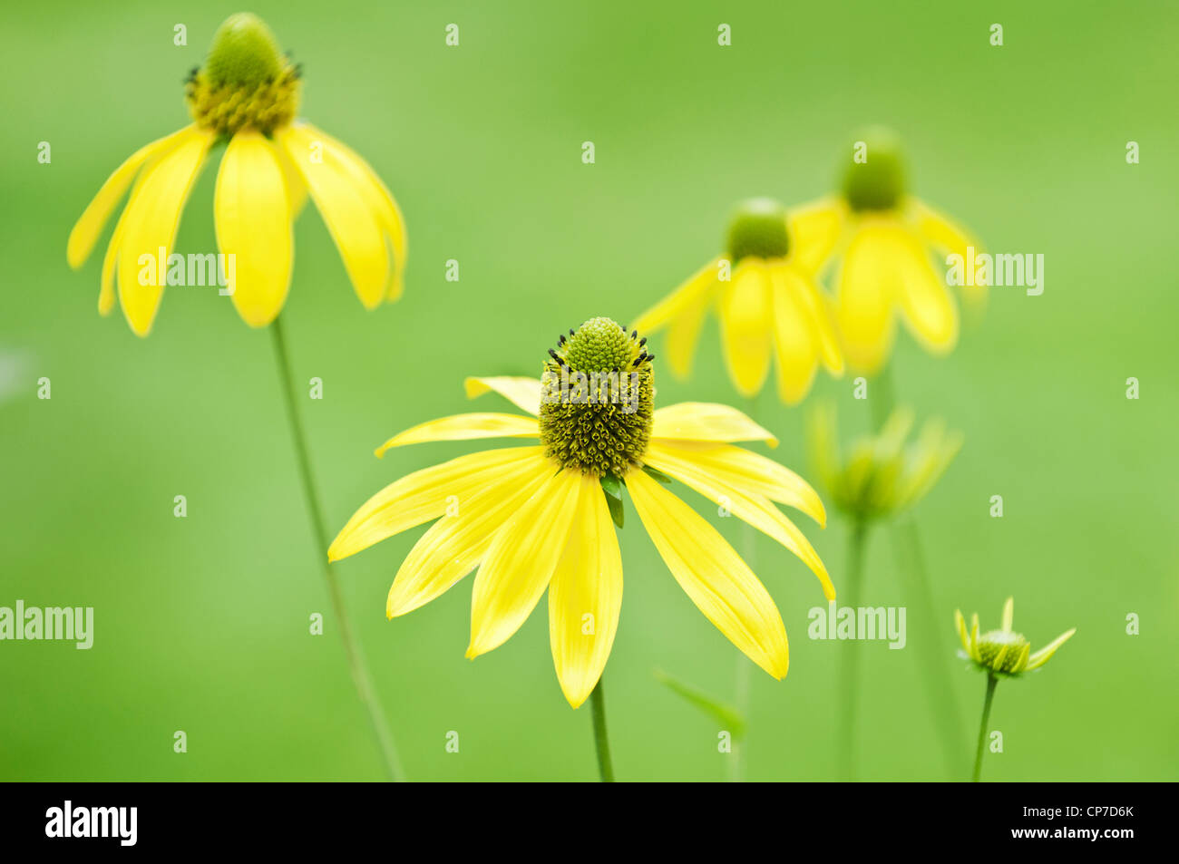 Rudbeckia fulgida, Coneflower / Susan dagli occhi neri, fiori gialli su sfondo verde. Foto Stock