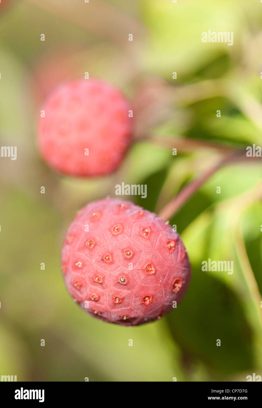 Cornus kousa 'Wieting selezionare dell', sanguinello, fioritura, Rosa. Foto Stock