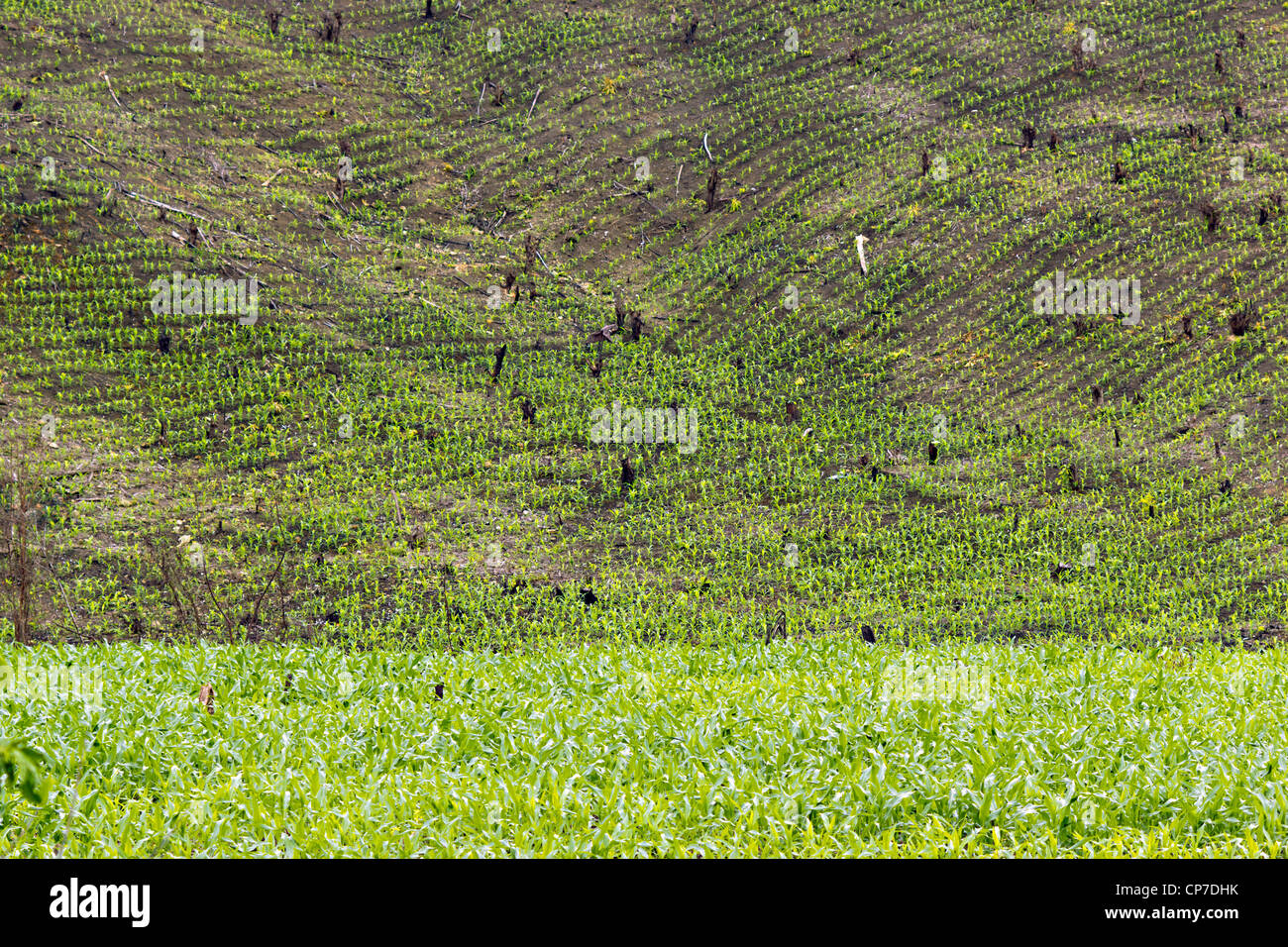 Slash e bruciare la coltivazione in Western Ecuador, pendio ripido cancellata e piantate con le piantine di mais. Foto Stock