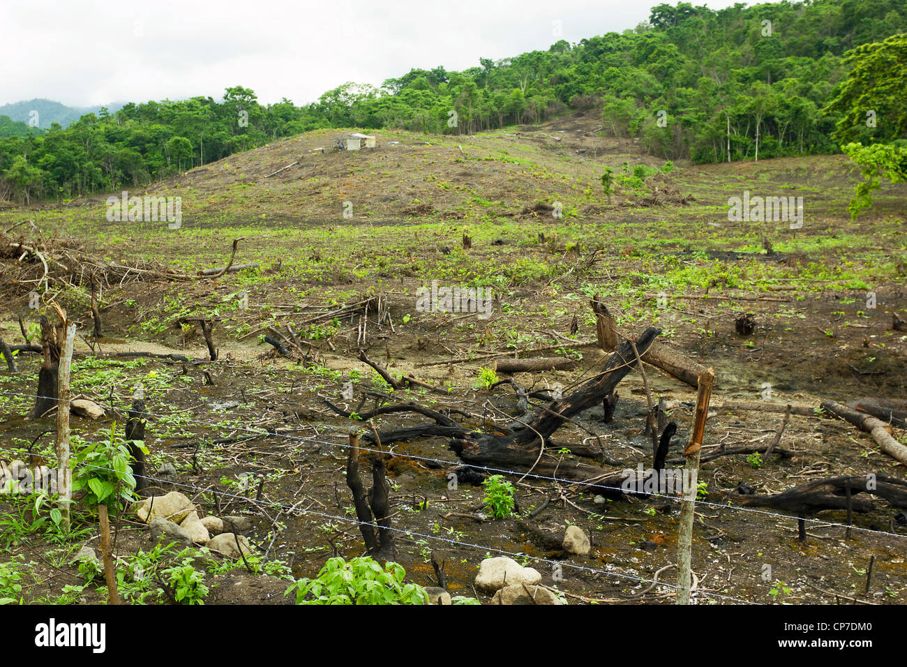 Slash e bruciare la coltivazione nella foresta pluviale tropicale sulla costa del Pacifico in Ecuador Foto Stock
