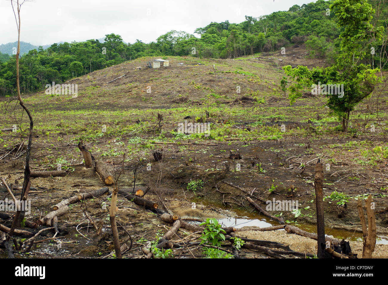Slash e bruciare la coltivazione nella foresta pluviale tropicale sulla costa del Pacifico in Ecuador Foto Stock