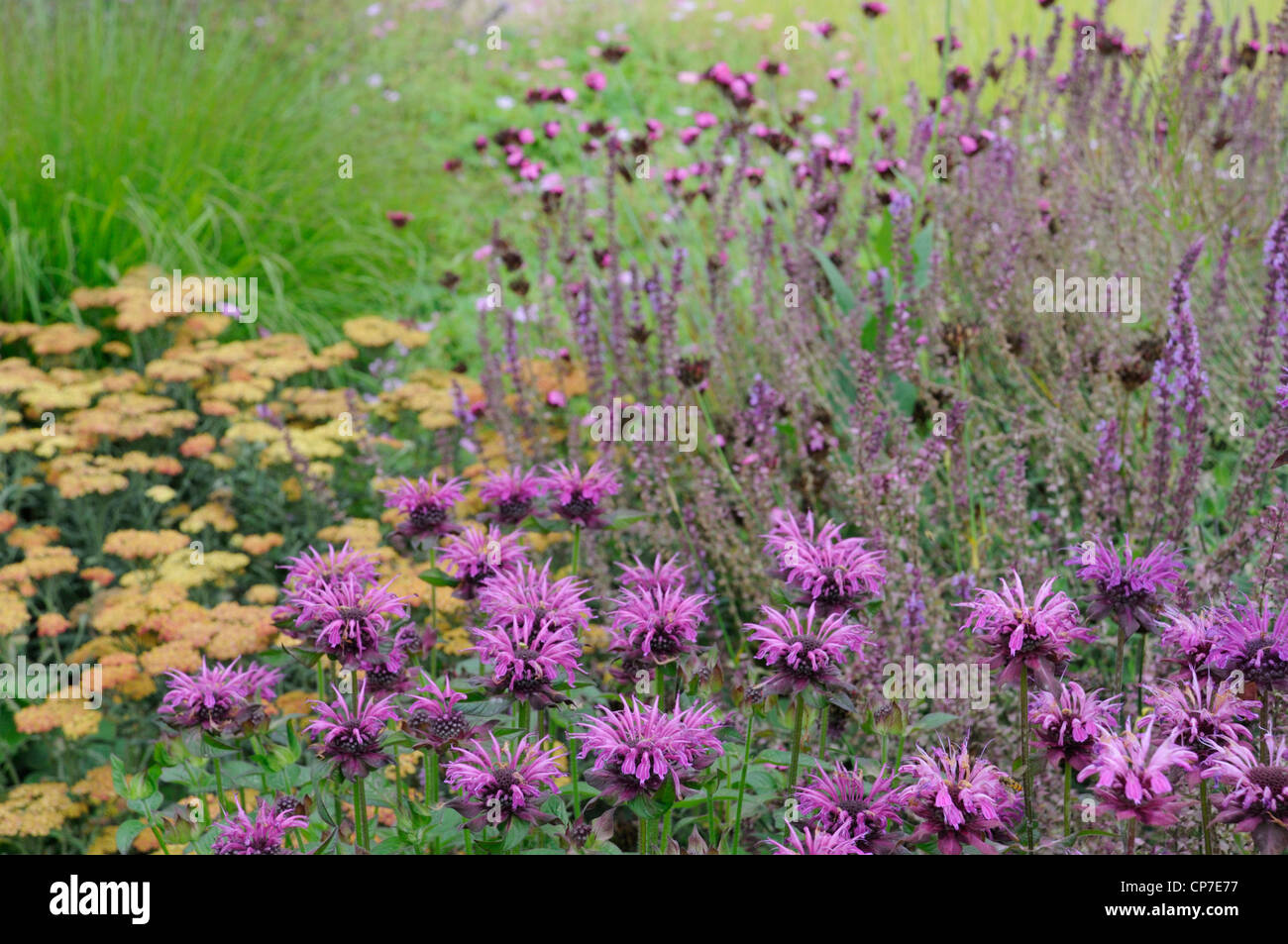Monarda didyma cultivar, bergamotto, Monarda, Viola. Foto Stock