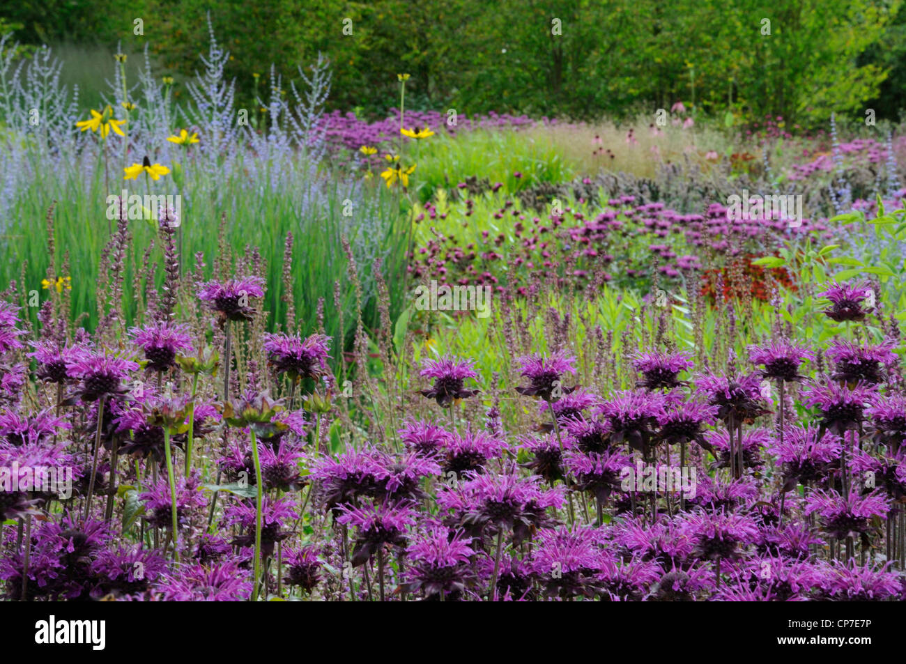 Monarda didyma cultivar, bergamotto, Monarda, Viola. Foto Stock