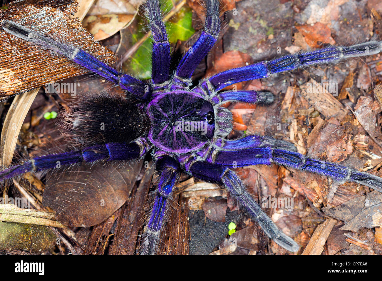 Iridescenza blu tarantola nella foresta pluviale tropicale sulla costa del Pacifico in Ecuador Foto Stock