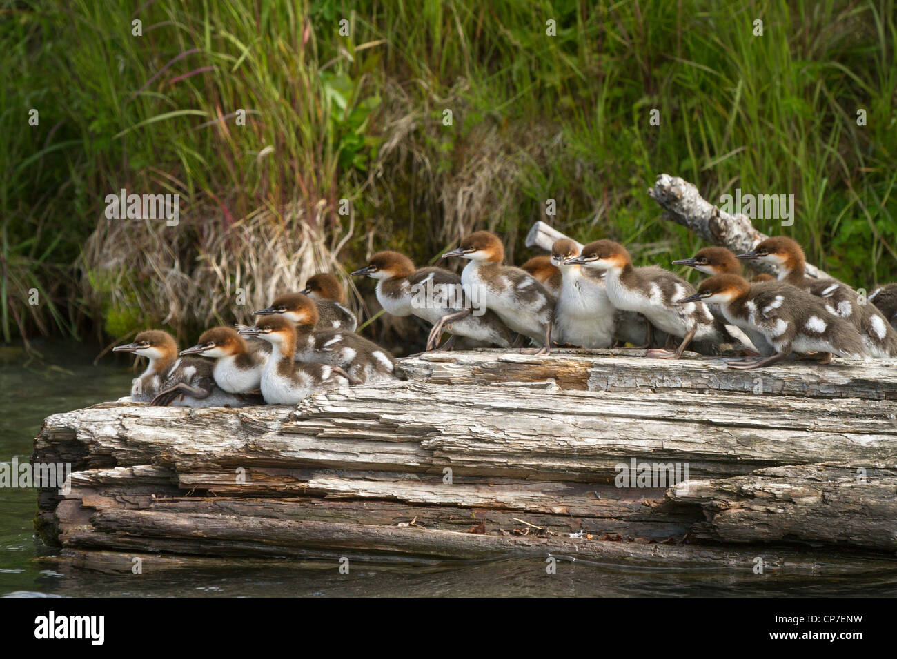 Un grande nidiata di comune Merganser anatroccoli poggiano su un registro, Cooper Landing, centromeridionale Alaska, estate Foto Stock