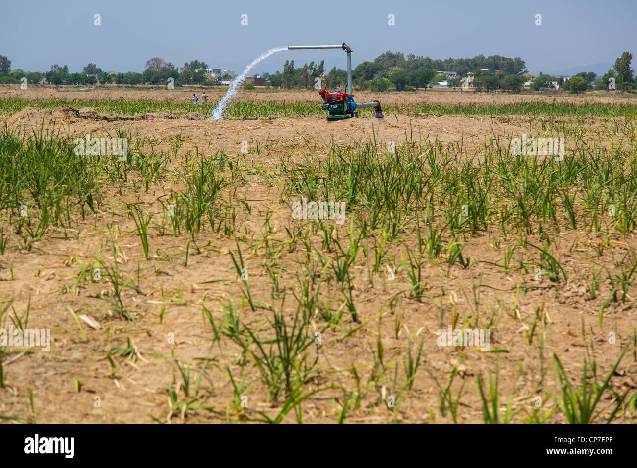 Irrigazione nella provincia del Punjab, Pakistan Foto Stock