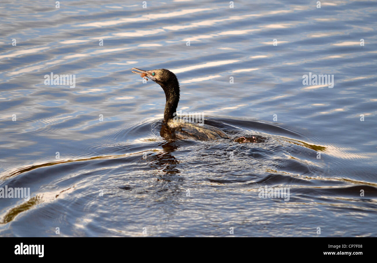 Cormorano con un boreale / gamberi in bocca Foto Stock