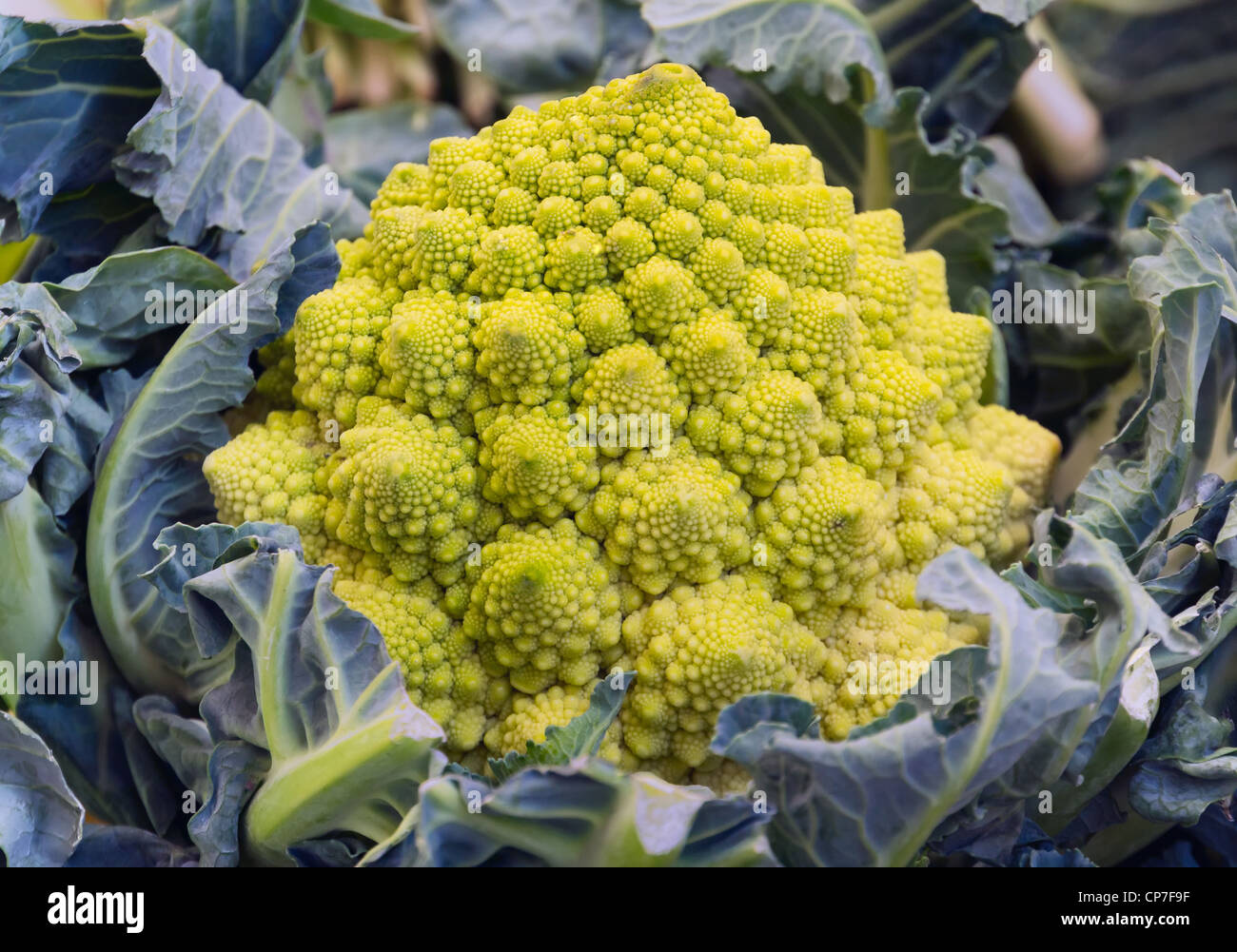Romanesco verde cavoli broccoli (o cavolo romano) Foto Stock