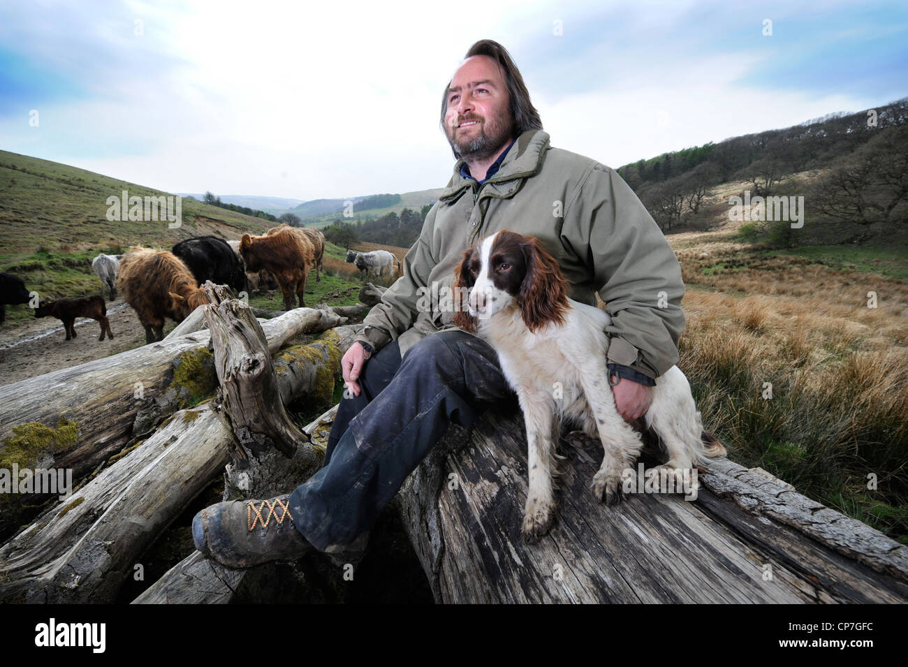 Un allevatore di bestiame con la sua Springer Spaniel cane Wales, Regno Unito Foto Stock