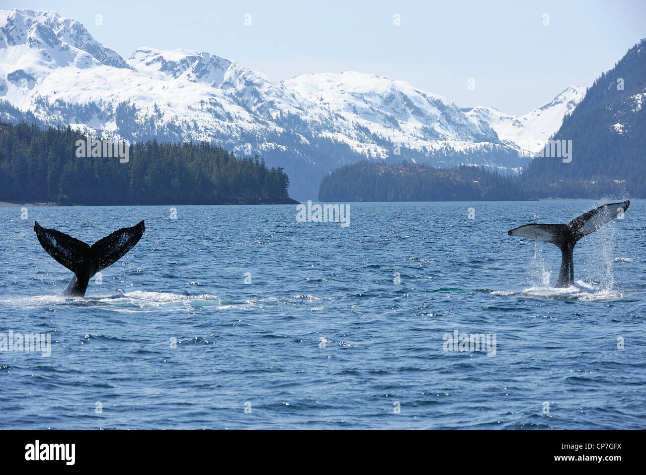 Le code di due balene Humpback nell isola del cavaliere passaggio nei pressi Pleides Isola, Prince William Sound, Alaska Foto Stock