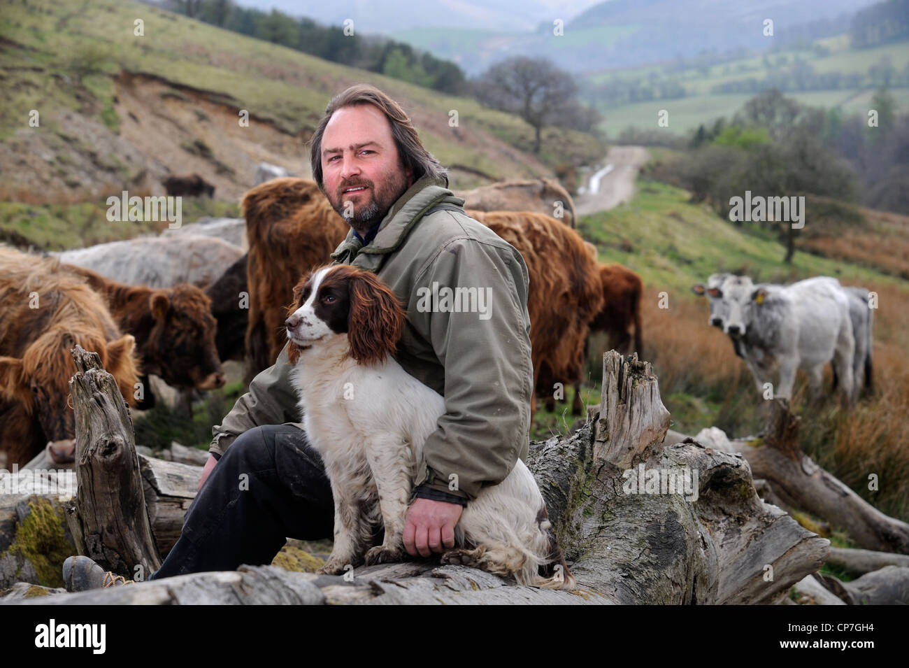 Un allevatore di bestiame con la sua Springer Spaniel cane Wales, Regno Unito Foto Stock