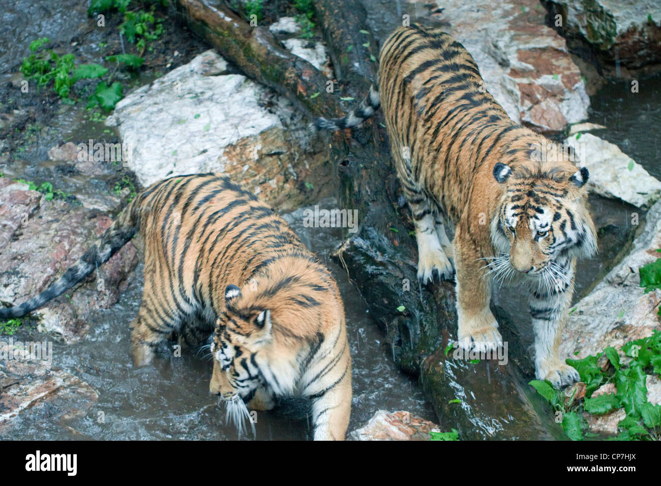 Due le tigri Siberiane Foto Stock