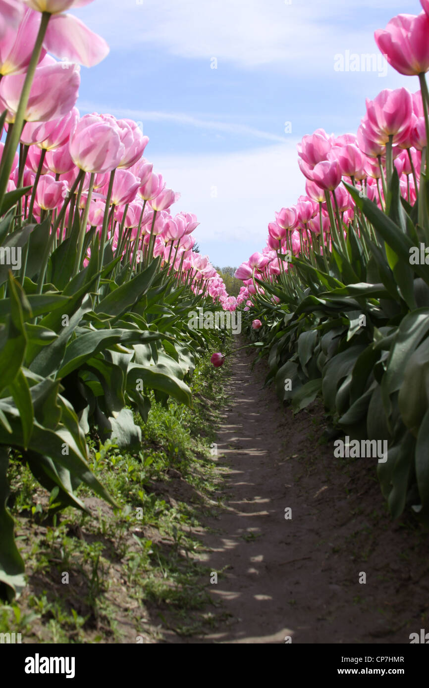 Tulipani in fiore Foto Stock
