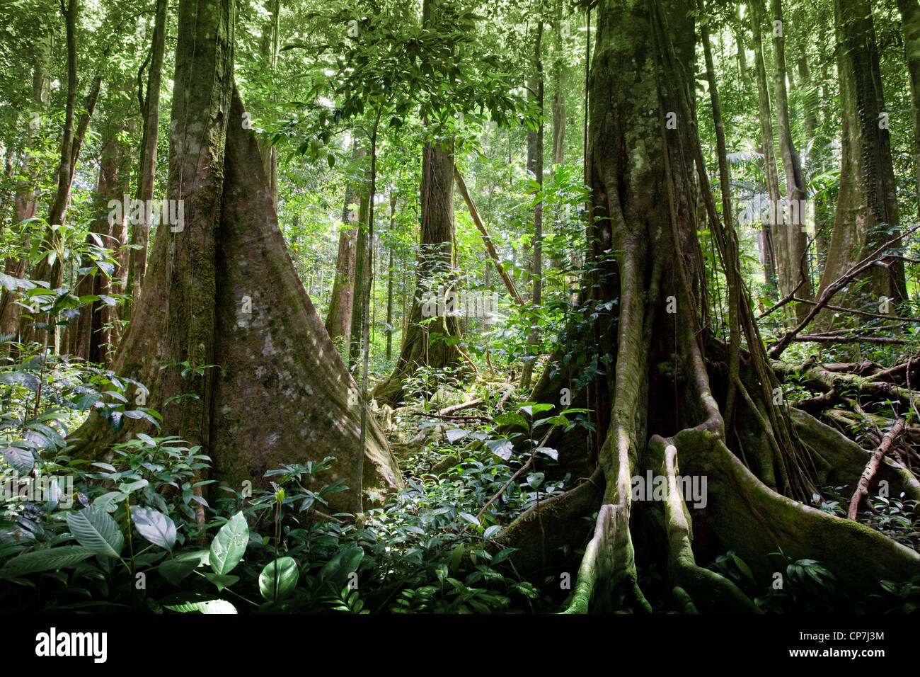 Radici quadrate su primario rain forest alberi su Syndicate sentiero sulla Morne Diablotins Dominica West Indies Foto Stock
