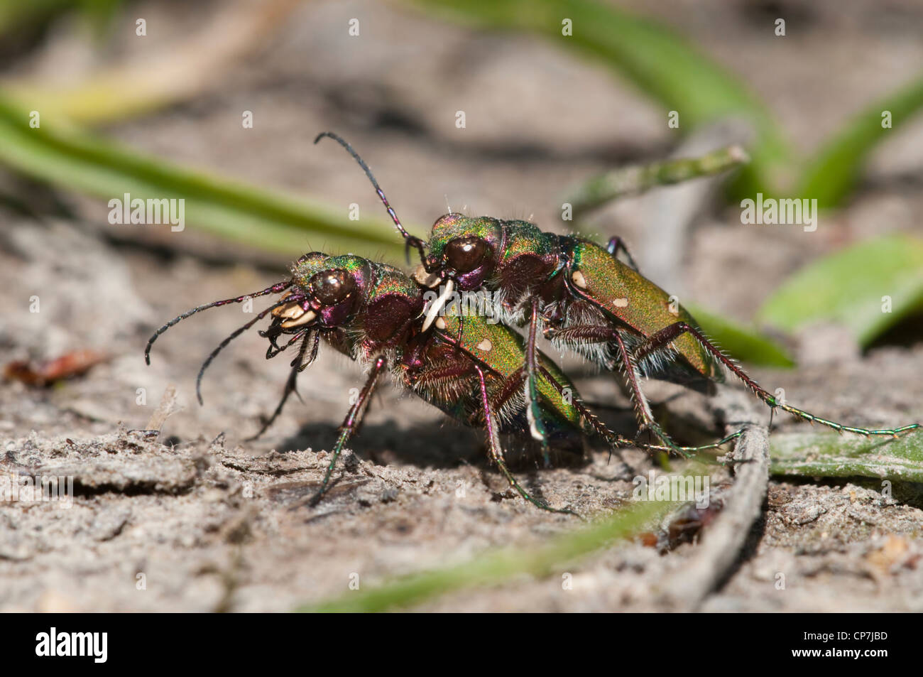 Una coppia di verde Tiger coleotteri in accoppiamento grip, Brede, Sussex, Regno Unito Foto Stock