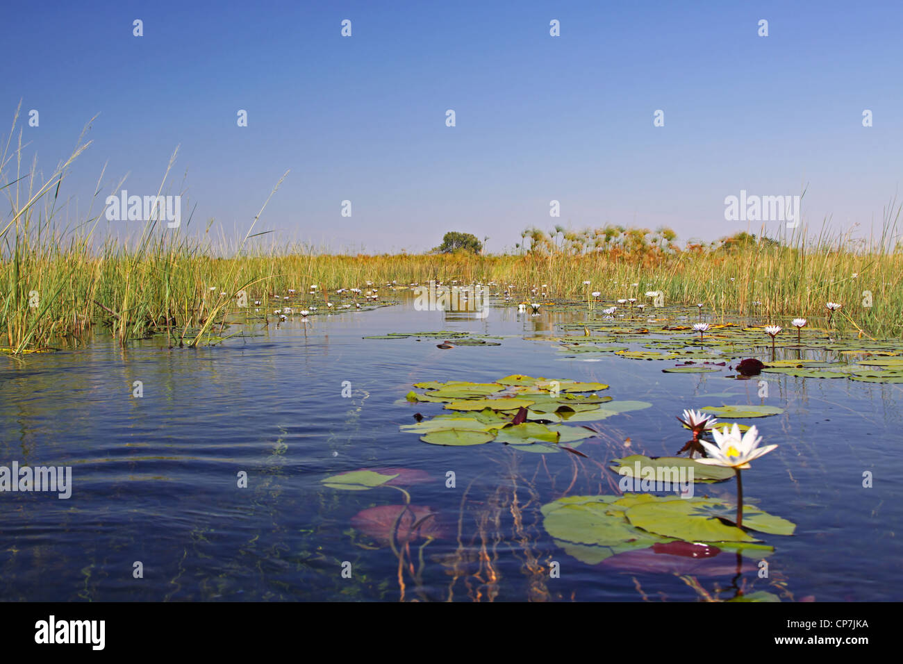 In tour nel Okavango-Delta Botsuana, natura Foto Stock