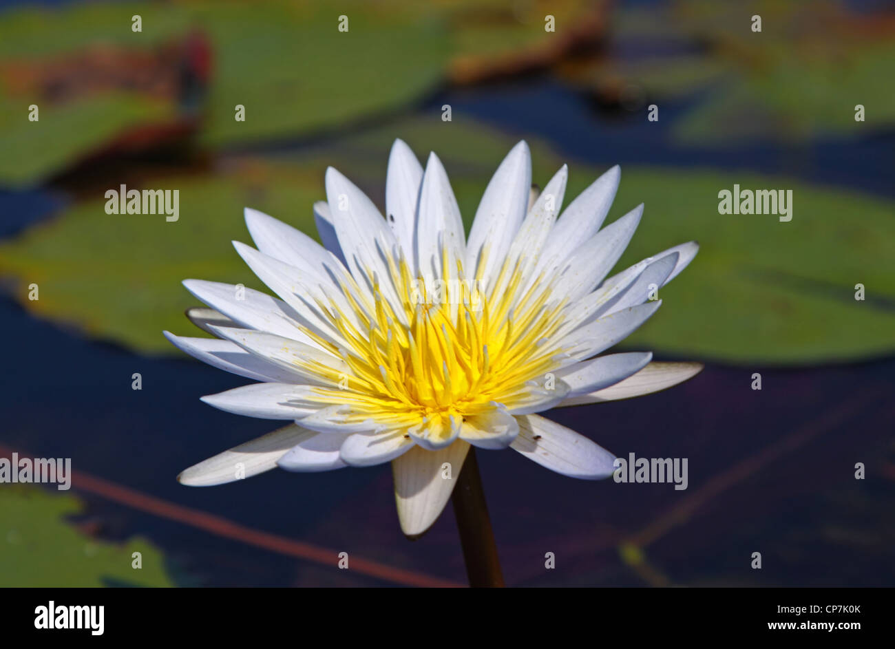 In tour nel Okavango-Delta Botsuana, natura Foto Stock