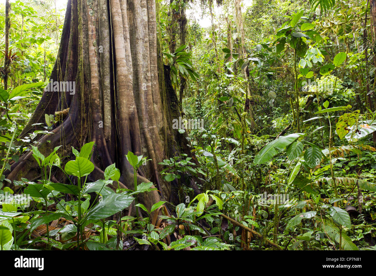 Il gigante della foresta pluviale. Un eccezionalmente grande albero nella foresta pluviale tropicale sulla costa del Pacifico in Ecuador. Foto Stock