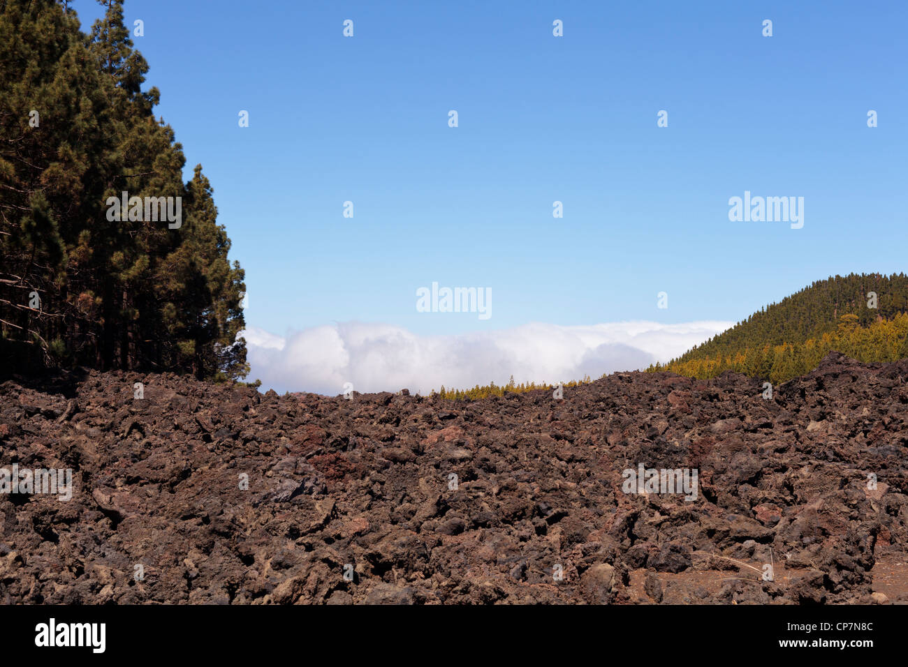 Flusso di lava solidificato dalla montagna Chinyero con pini delle Canarie, Pinus canariensis, e nuvole di seguito. Foto Stock