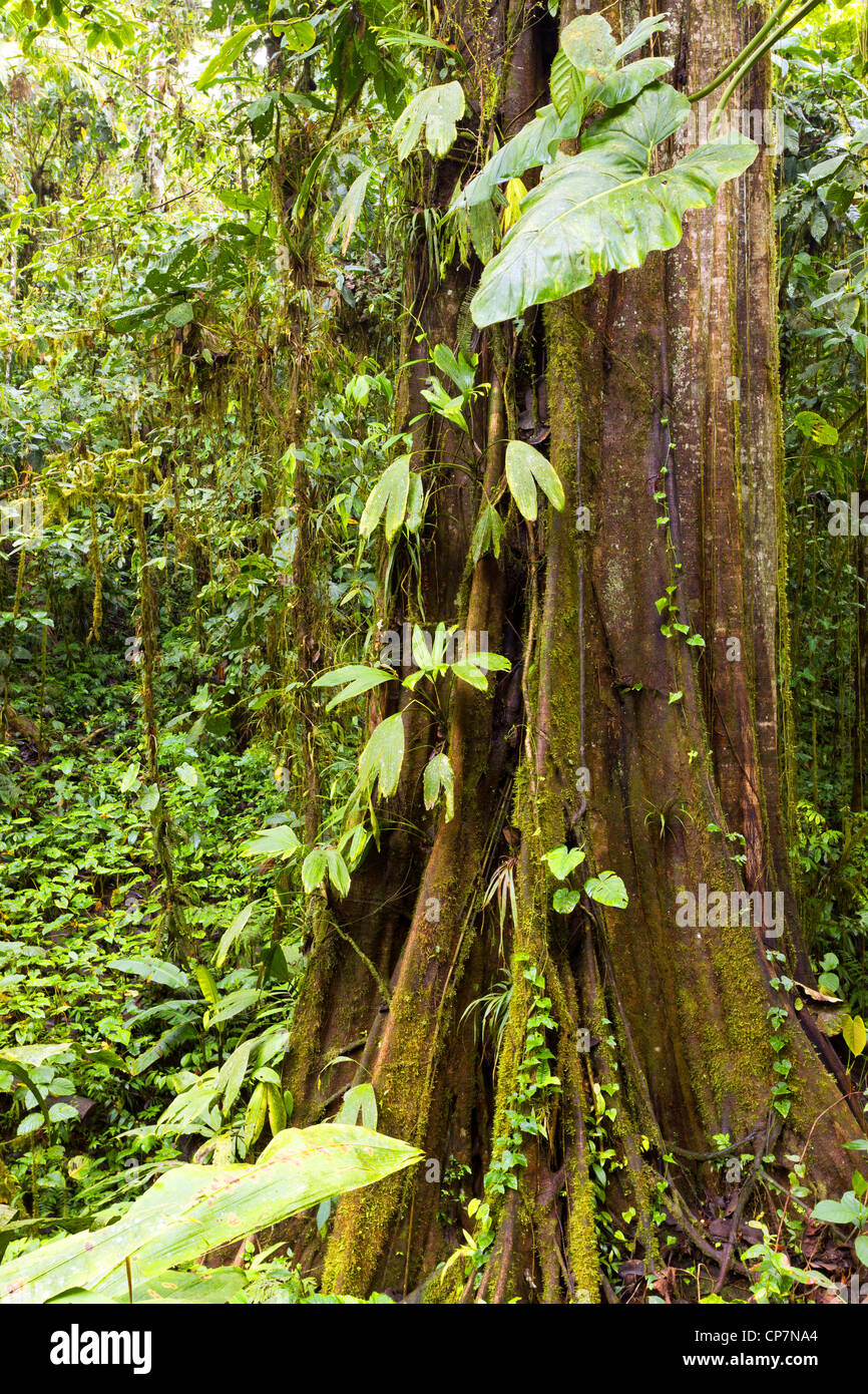 Il gigante della foresta pluviale. Un eccezionalmente grande albero nella foresta pluviale tropicale sulla costa del Pacifico in Ecuador. Foto Stock