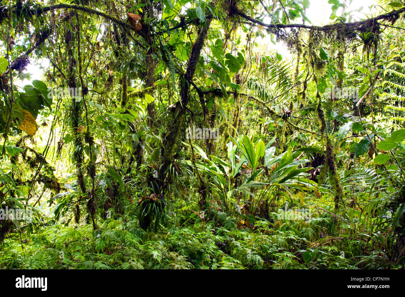 Interno del cloudforest umida sulla gamma costiere in western Ecuador Foto Stock