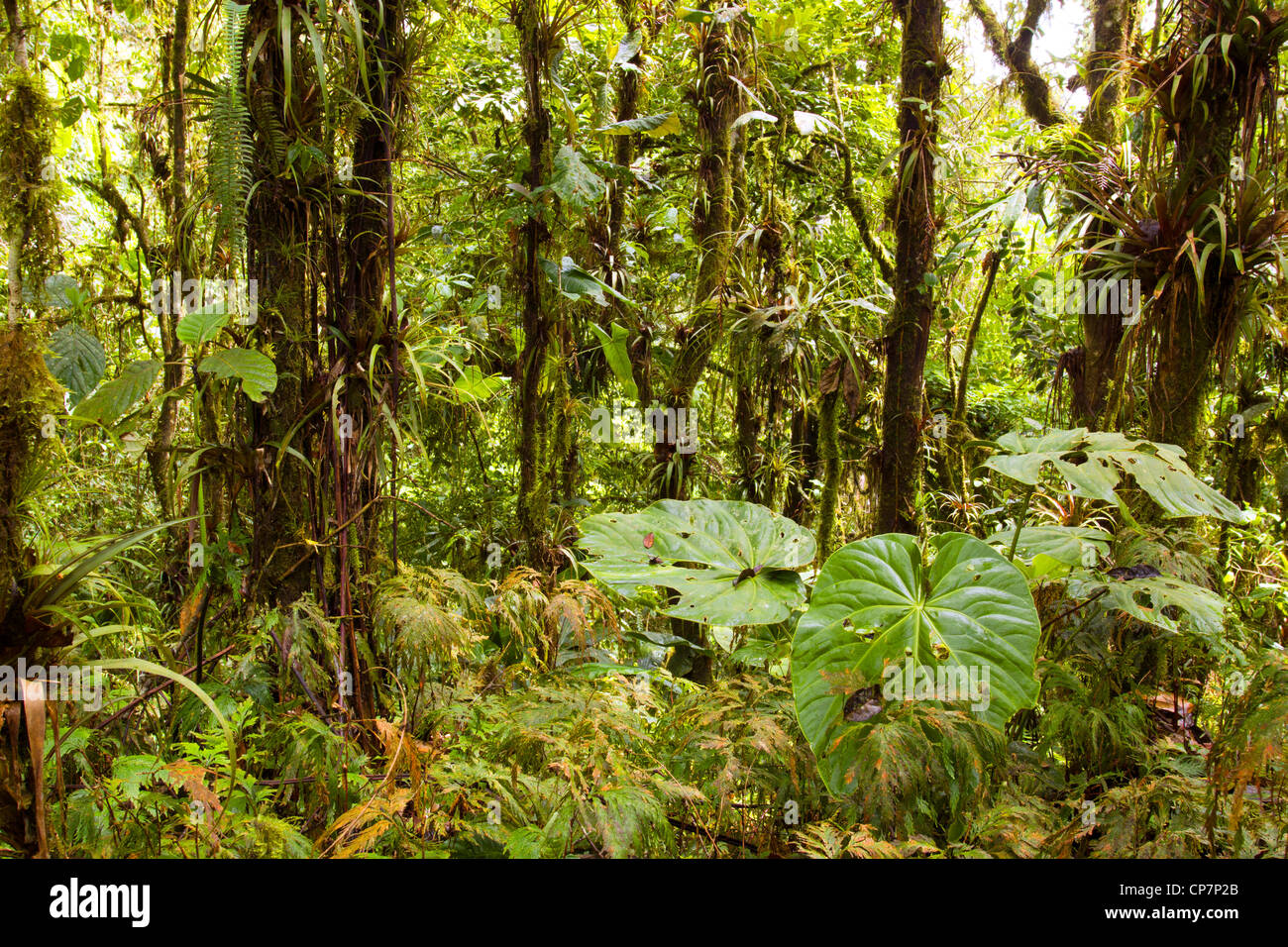 Interno del cloudforest umida sulla gamma costiere in western Ecuador Foto Stock