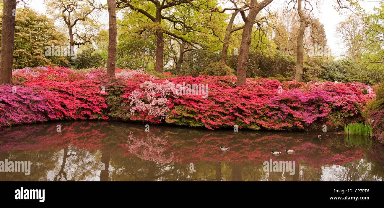Banca di colorate azalee che circonda un laghetto nella piantagione di Isabella, Richmond Park di Londra Foto Stock