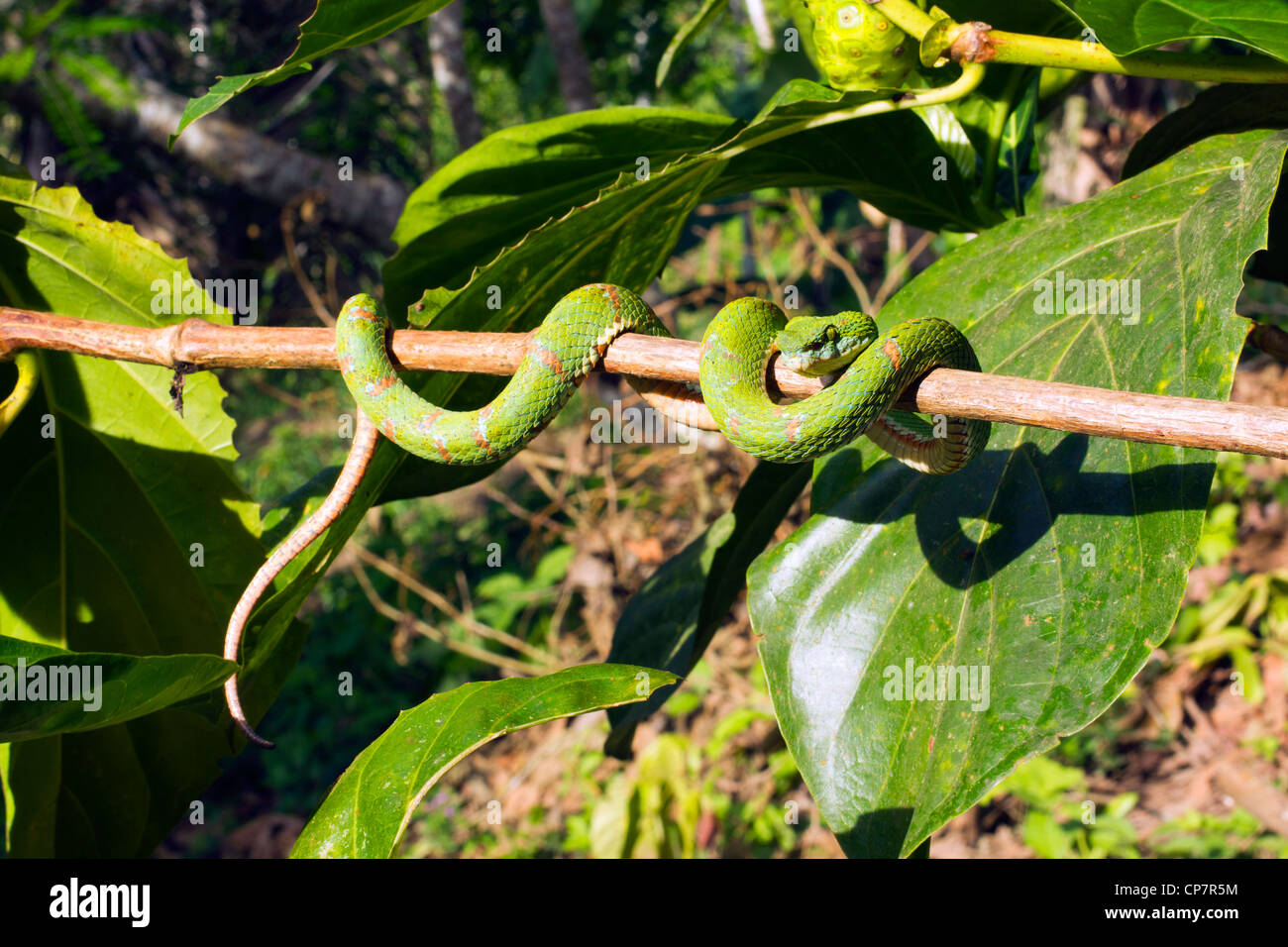 Tintura ciglia viper (Bothriechis schlegelii) un infame pitviper da Western Ecuador Foto Stock