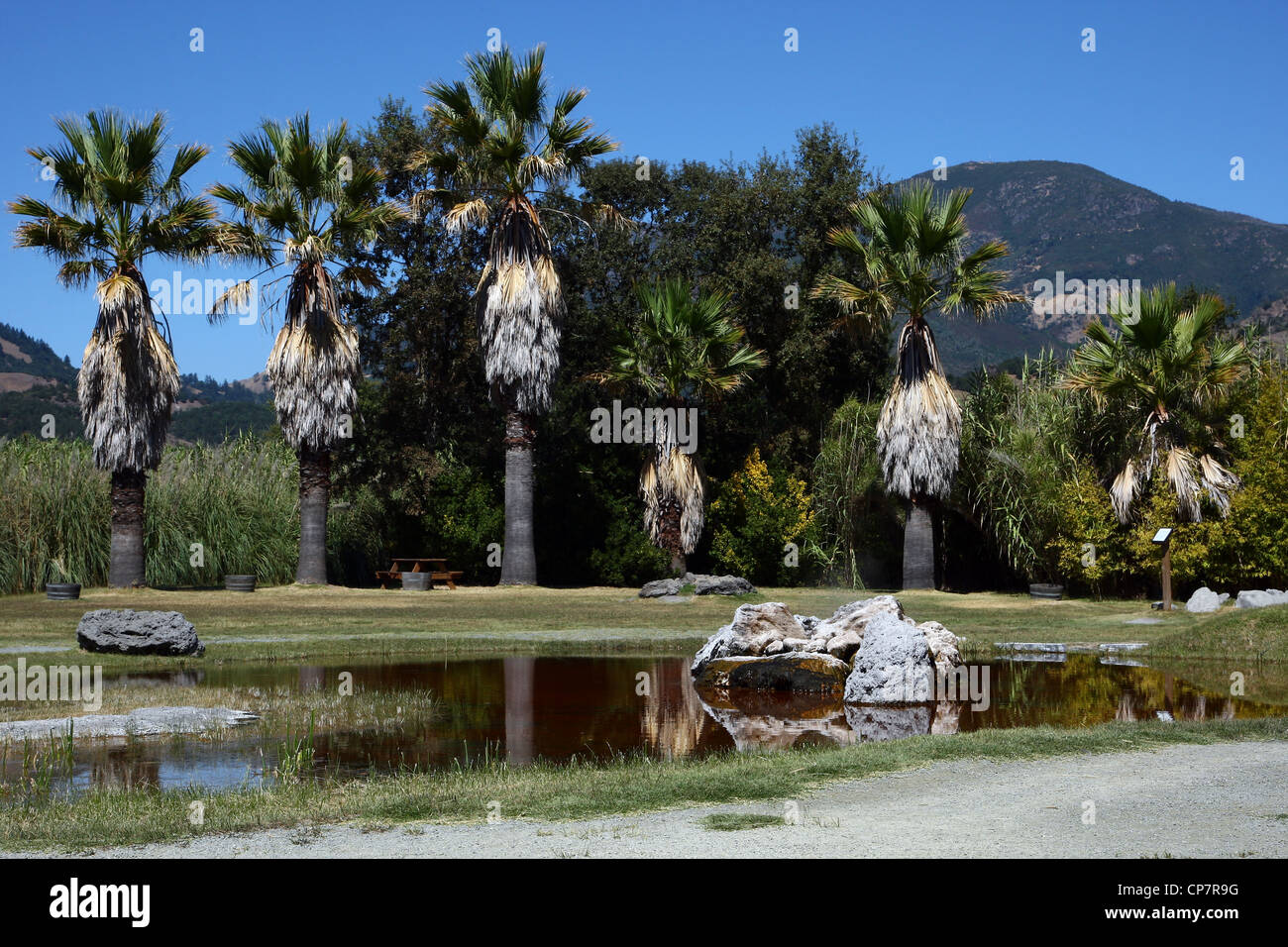 GEYSER OLD FAITHFUL DELLA CALIFORNIA GEYSER 06 Ottobre 2011 Foto Stock