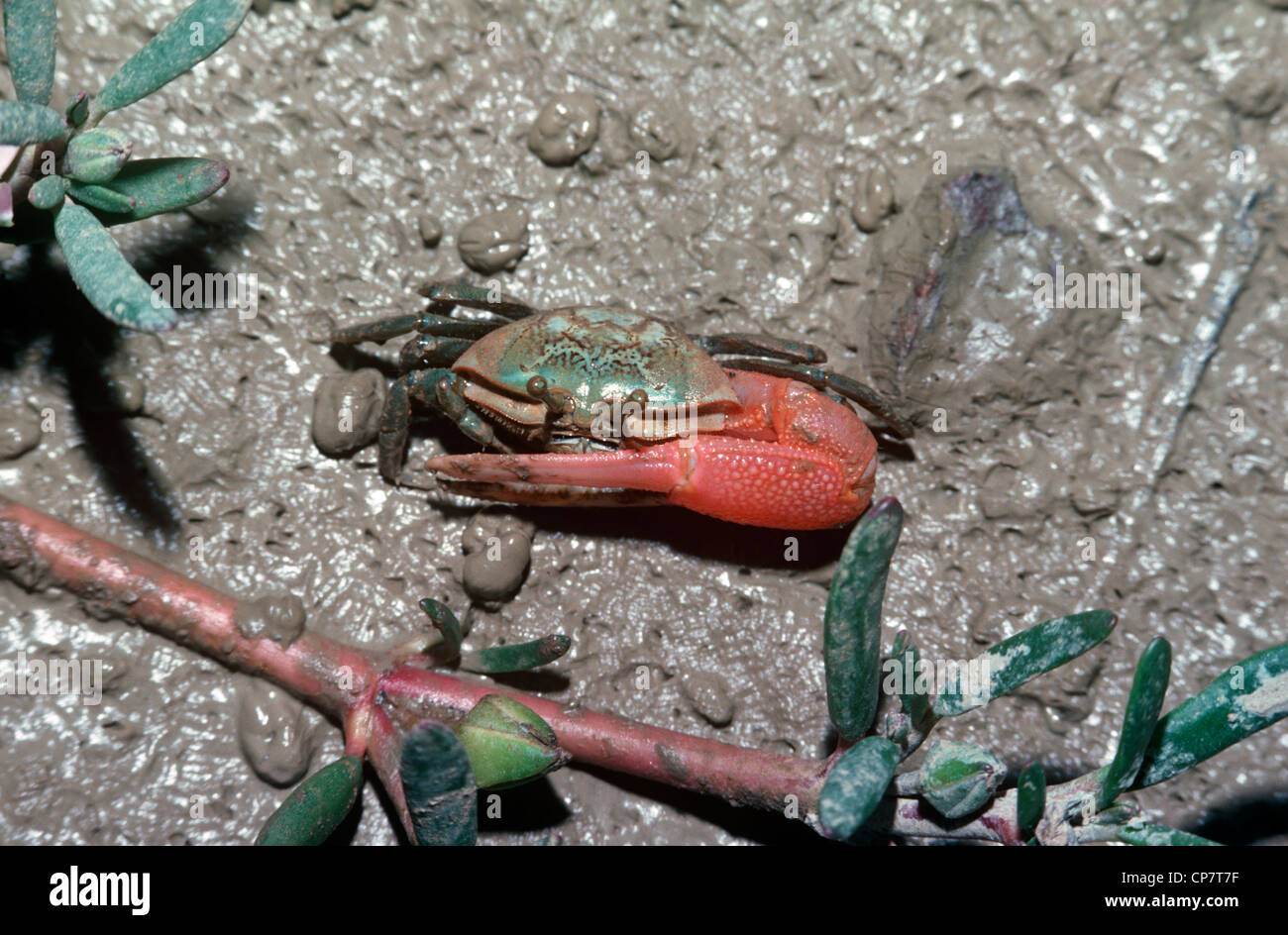 Fiddler crab (Uca sp.: Ocypodidae) Malaysia Foto Stock