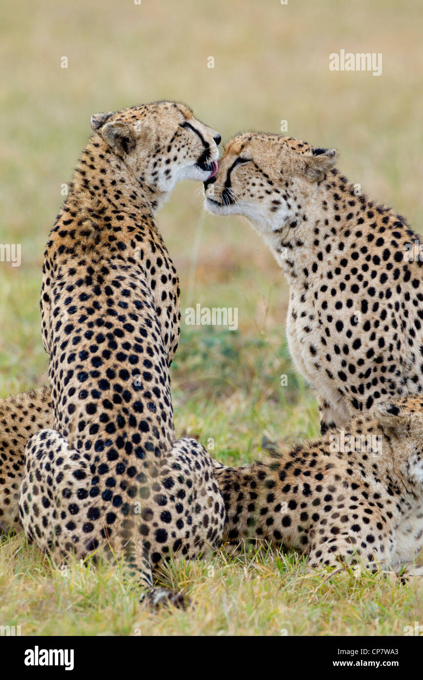 Fratelli ghepardo (Acinonyx jubatus) toelettatura ogni altro in Sud Africa Foto Stock