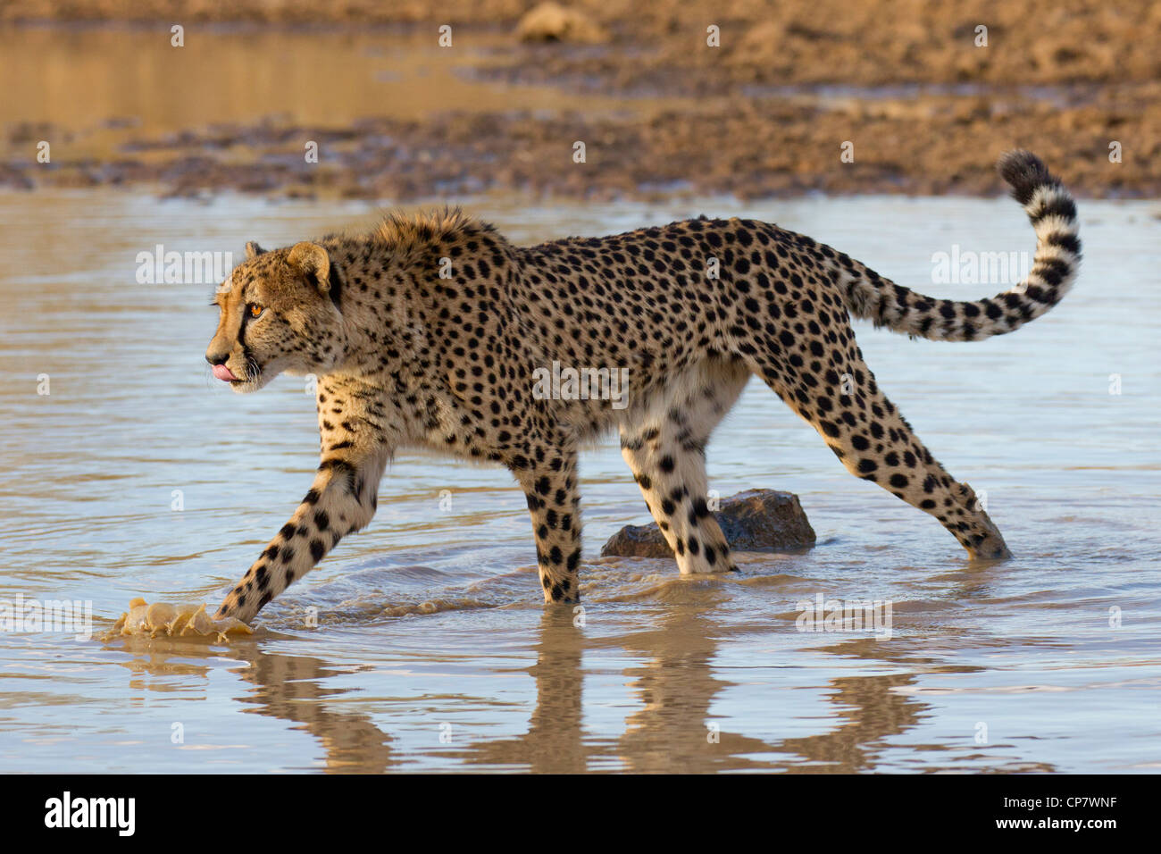 Ghepardo (Acinonyx jubatus) camminando attraverso acqua in Sud Africa Foto Stock