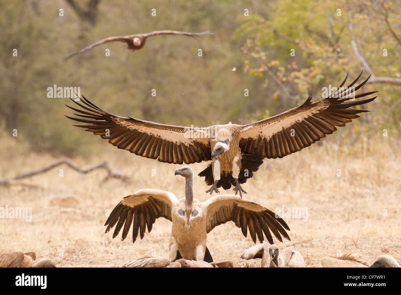 Dorso bianco Vulture (Gyps africanus) in volo in Sud Africa Foto Stock
