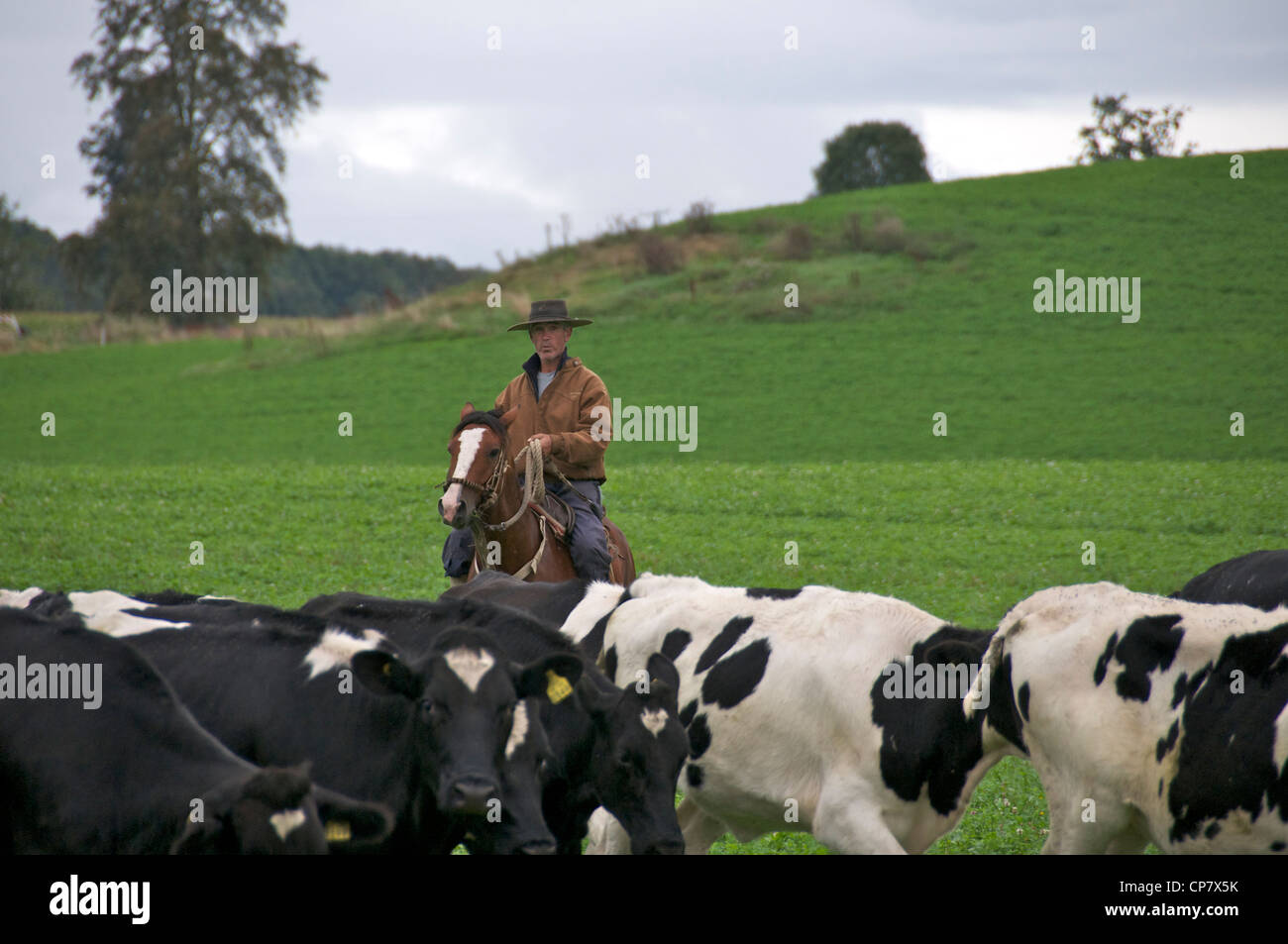 Gaucho di radunare il bestiame Lake District Cile Foto Stock