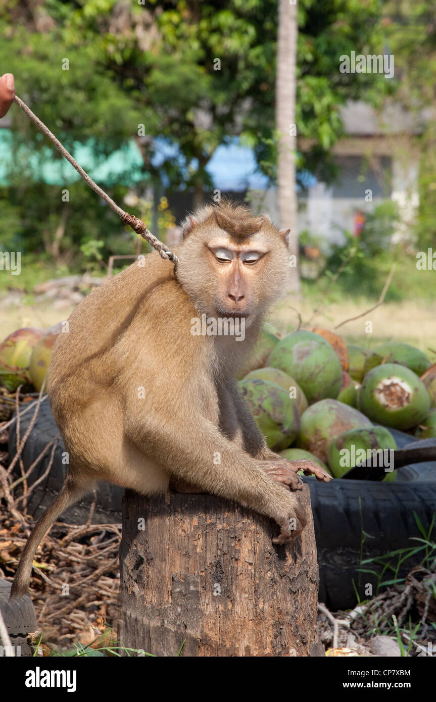 Thailandia, isola di Ko Samui (aka Koh samui). piantagione di cocco, addestrati macaco scimmia. Foto Stock